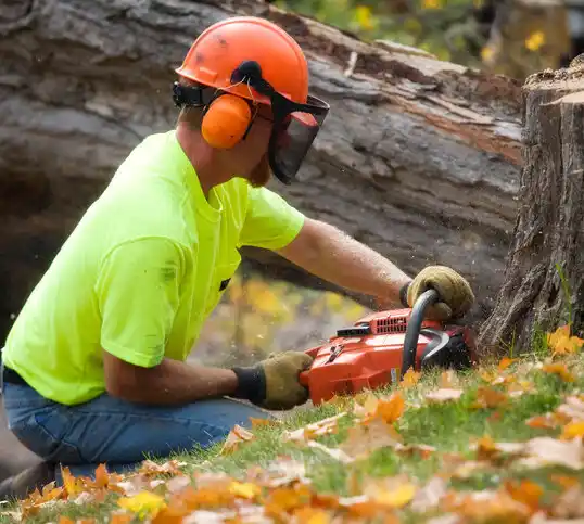 tree services Osmond